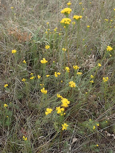 Galatella linosyris \ Gold-Aster / Goldilocks Aster, D Grünstadt-Asselheim 9.9.2019