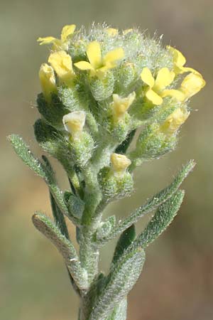 Alyssum alyssoides \ Kelch-Steinkraut, D Grünstadt-Asselheim 26.4.2020