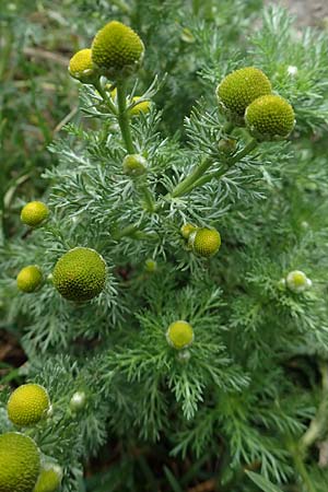 Matricaria discoidea \ Strahllose Kamille / Pineappleweed, D Kamen 11.6.2020