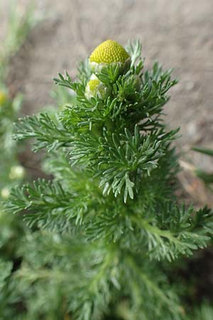 Matricaria discoidea \ Strahllose Kamille / Pineappleweed, D Kamen 11.6.2020