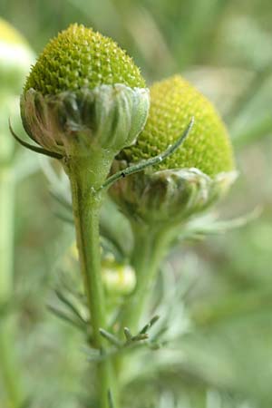 Matricaria discoidea \ Strahllose Kamille, D Kamen 11.6.2020