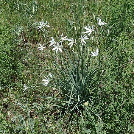 Anthericum liliago \ Astlose Graslilie / St. Bernard's Lily, D Sasbach am Kaiserstuhl 1.6.2021