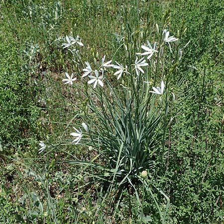 Anthericum liliago \ Astlose Graslilie, D Sasbach am Kaiserstuhl 1.6.2021