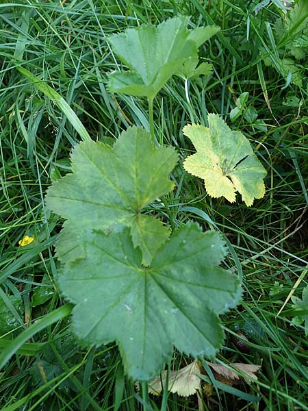 Alchemilla lunaria \ Halbmond-Frauenmantel, D Altusried-Walzlings 12.7.2021