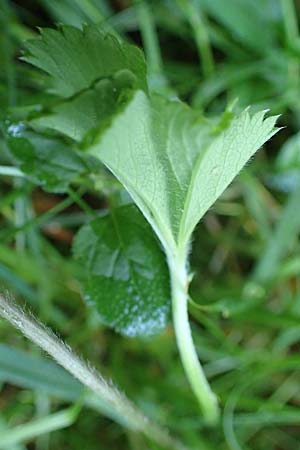 Alchemilla lunaria \ Halbmond-Frauenmantel, D Altusried-Walzlings 12.7.2021