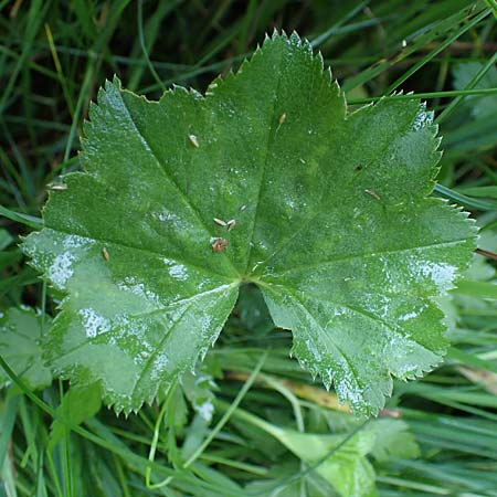 Alchemilla lunaria \ Halbmond-Frauenmantel, D Altusried-Walzlings 12.7.2021