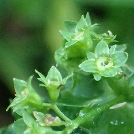 Alchemilla lunaria \ Halbmond-Frauenmantel, D Altusried-Walzlings 12.7.2021