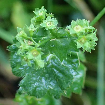 Alchemilla lunaria \ Halbmond-Frauenmantel, D Altusried-Walzlings 12.7.2021