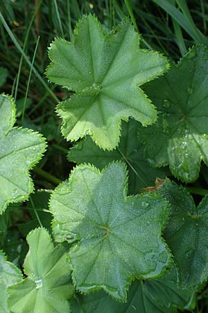 Alchemilla longituba \ Langrhren-Frauenmantel / Long Tube Lady's Mantle, D Altusried-Walzlings 12.7.2021