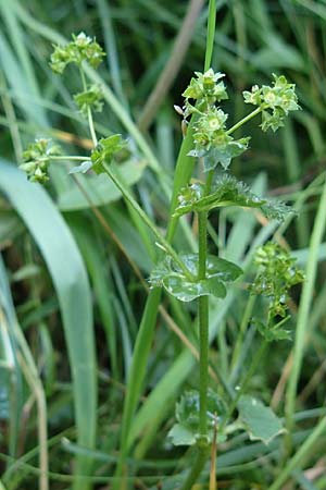 Alchemilla lunaria \ Halbmond-Frauenmantel, D Altusried-Walzlings 12.7.2021