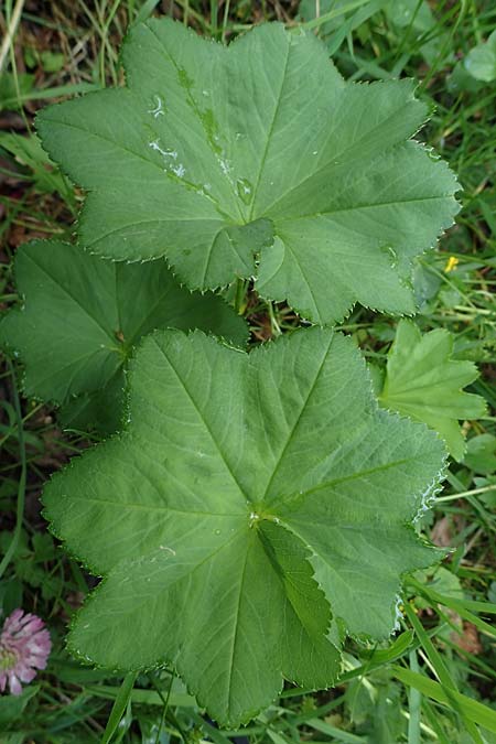 Alchemilla longituba \ Langrhren-Frauenmantel / Long Tube Lady's Mantle, D Eschachthal 12.7.2021