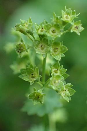 Alchemilla longituba \ Langrhren-Frauenmantel / Long Tube Lady's Mantle, D Eschachthal 12.7.2021