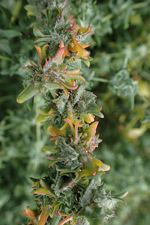 Atriplex littoralis \ Strand-Melde / Grassleaf Orache, D Hohwacht 13.9.2021