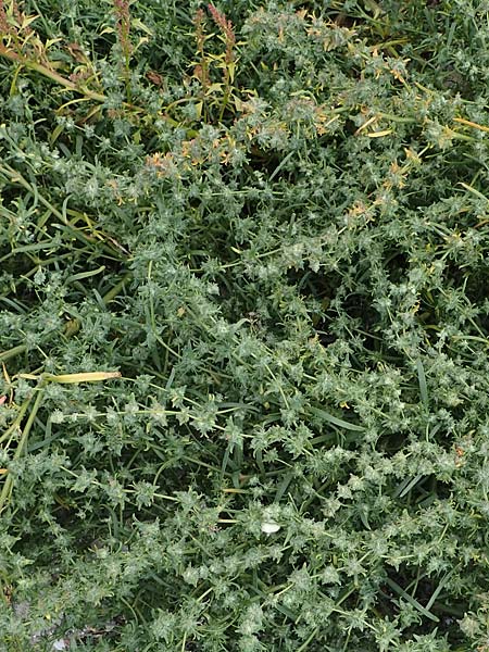 Atriplex littoralis \ Strand-Melde, D Hohwacht 13.9.2021