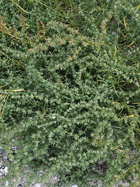 Atriplex littoralis \ Strand-Melde, D Hohwacht 13.9.2021