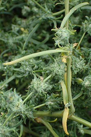 Atriplex littoralis \ Strand-Melde / Grassleaf Orache, D Hohwacht 13.9.2021