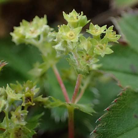 Alchemilla subglobosa \ Kugel-Frauenmantel / Ball Lady's Mantle, D Harz, Sonnenberg 20.9.2021