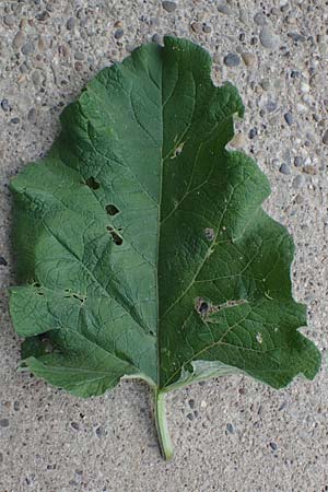 Arctium lappa / Greater Burdock, D Bensheim 29.4.2022