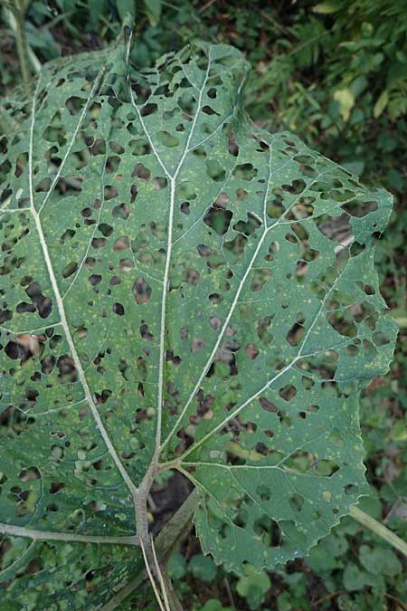 Arctium lappa / Greater Burdock, D Aachen 20.8.2022