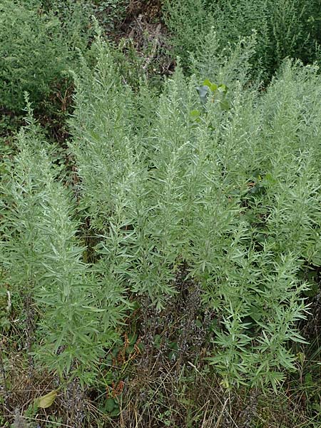 Artemisia lavandulaefolia \ Lavendelblttriger Beifu, D Breisach 3.9.2022