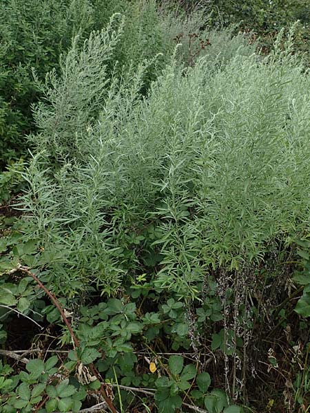 Artemisia lavandulaefolia \ Lavendelblttriger Beifu, D Breisach 3.9.2022