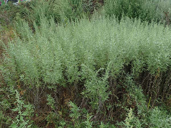 Artemisia lavandulaefolia \ Lavendelblttriger Beifu, D Breisach 3.9.2022