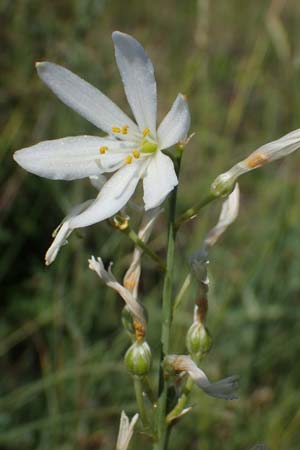 Anthericum liliago \ Astlose Graslilie / St. Bernard's Lily, D Thüringen, Kölleda 15.6.2023