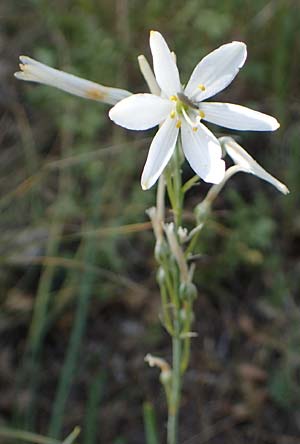 Anthericum liliago \ Astlose Graslilie / St. Bernard's Lily, D Thüringen, Kölleda 15.6.2023