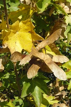 Acer campestre \ Feld-Ahorn / Field Maple, D Reilingen 22.9.2007