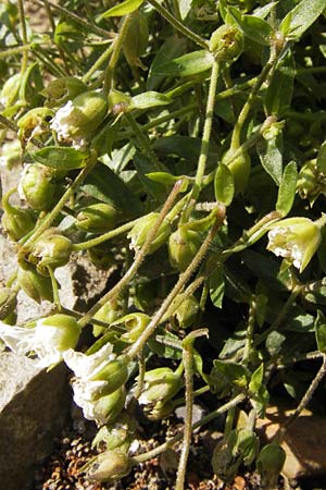 Arenaria montana \ Berg-Sandkraut, Zwerg-Sandkraut / Mountain Sandwort, D  8.6.2013