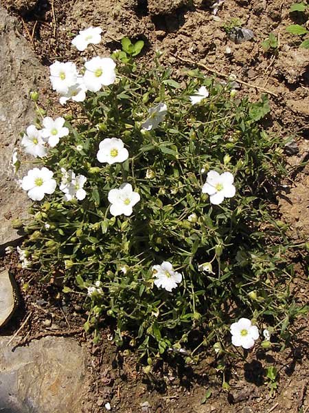 Arenaria montana \ Berg-Sandkraut, Zwerg-Sandkraut / Mountain Sandwort, D  8.6.2013