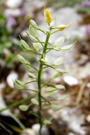 Alyssum montanum \ Berg-Steinkraut / Mountain Alison, Mountain Madwort, D Trochtelfingen 2.6.2015