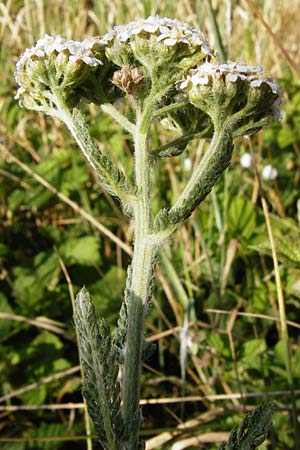 Achillea collina \ Hgel-Schafgarbe, D Pfungstadt 17.6.2015