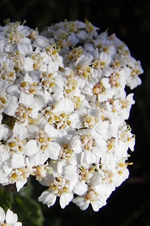 Achillea collina \ Hgel-Schafgarbe, D Pfungstadt 17.6.2015