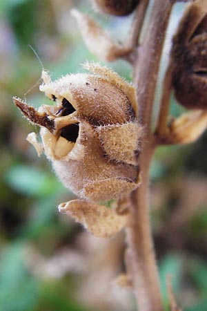 Antirrhinum majus \ Groes Lwenmaul, D Mannheim 2.8.2015