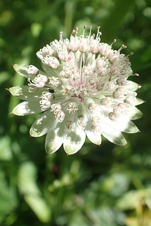 Astrantia major \ Groe Sterndolde, D Pfronten 28.6.2016