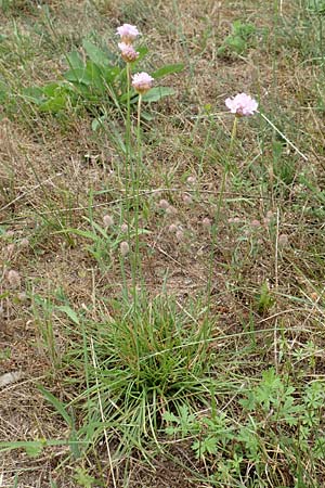 Armeria maritima subsp. elongata \ Sand-Grasnelke / Tall Thrift, D Erlenbach am Main 16.7.2016
