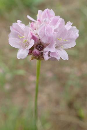 Armeria maritima subsp. elongata \ Sand-Grasnelke, D Erlenbach am Main 16.7.2016