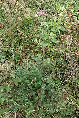 Achillea millefolium agg. \ Gemeine Schafgarbe, D Bürstadt 30.9.2016