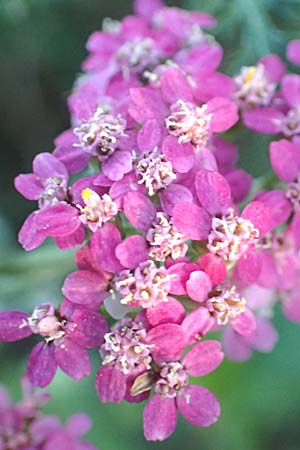 Achillea millefolium agg. \ Gemeine Schafgarbe, D Bürstadt 5.10.2016