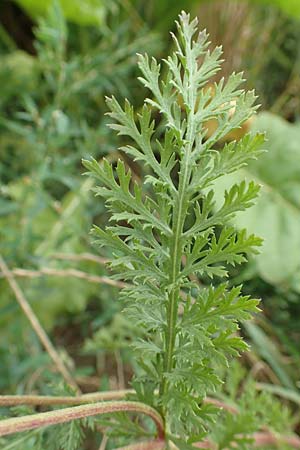 Achillea millefolium agg. \ Gemeine Schafgarbe, D Schwegenheim 27.7.2017