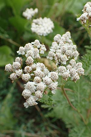 Achillea millefolium agg. \ Gemeine Schafgarbe, D Schwegenheim 27.7.2017