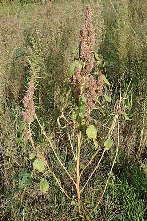 Amaranthus retroflexus \ Rauhaariger Amaranth, D Mannheim 3.10.2017