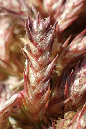 Amaranthus retroflexus \ Rauhaariger Amaranth / Common Pigweed, D Mannheim 3.10.2017