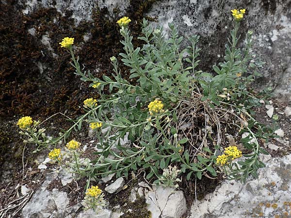 Alyssum montanum \ Berg-Steinkraut / Mountain Alison, Mountain Madwort, D Istein 25.6.2018