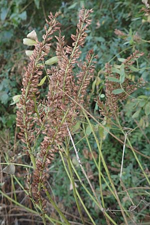 Amorpha fruticosa \ Gemeiner Bastard-Indigo, Bleibusch, D Mannheim 11.10.2018