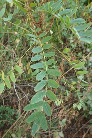 Amorpha fruticosa \ Gemeiner Bastard-Indigo, Bleibusch / Desert False Indigo, D Mannheim 11.10.2018