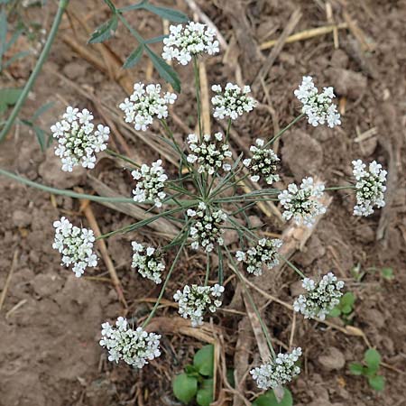 Ammi majus \ Groe Knorpelmhre / Bullwort, D Hemsbach 10.11.2018