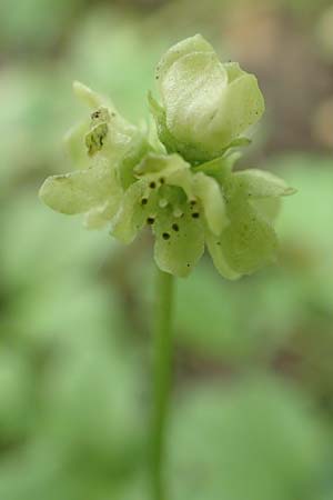 Adoxa moschatellina \ Moschuskraut / Moschatel, Town-Hall Clock, D Leverkusen 24.4.2019