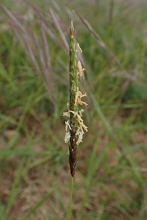 Alopecurus myosuroides \ Acker-Fuchsschwanz, D Grünstadt-Asselheim 4.5.2020